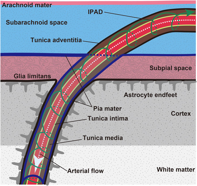 Frontiers Taxifolin A Potential Therapeutic Agent For Cerebral Amyloid Angiopathy Pharmacology