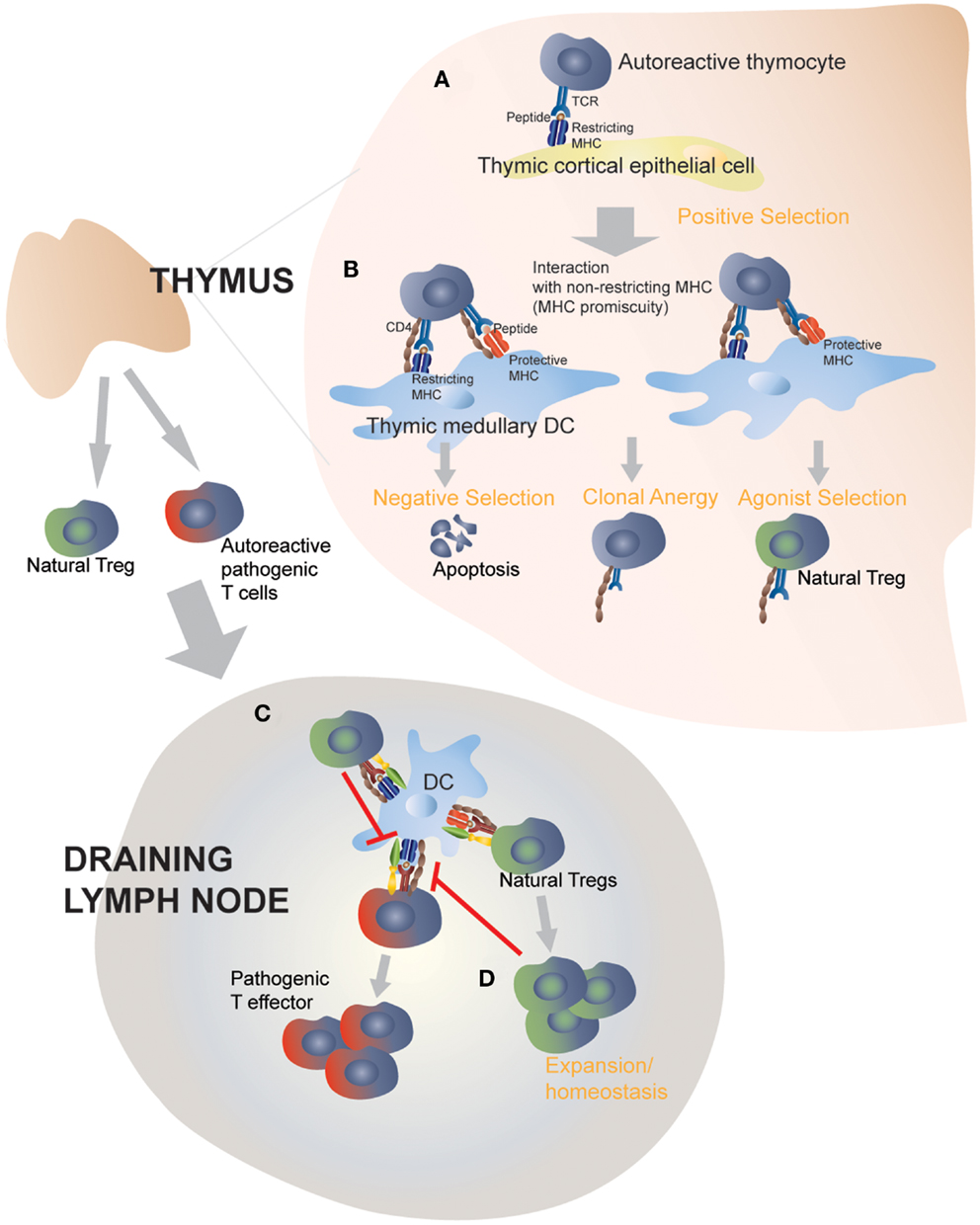 Frontiers  Multiple-Allele MHC Class II Epitope Engineering by a Molecular  Dynamics-Based Evolution Protocol