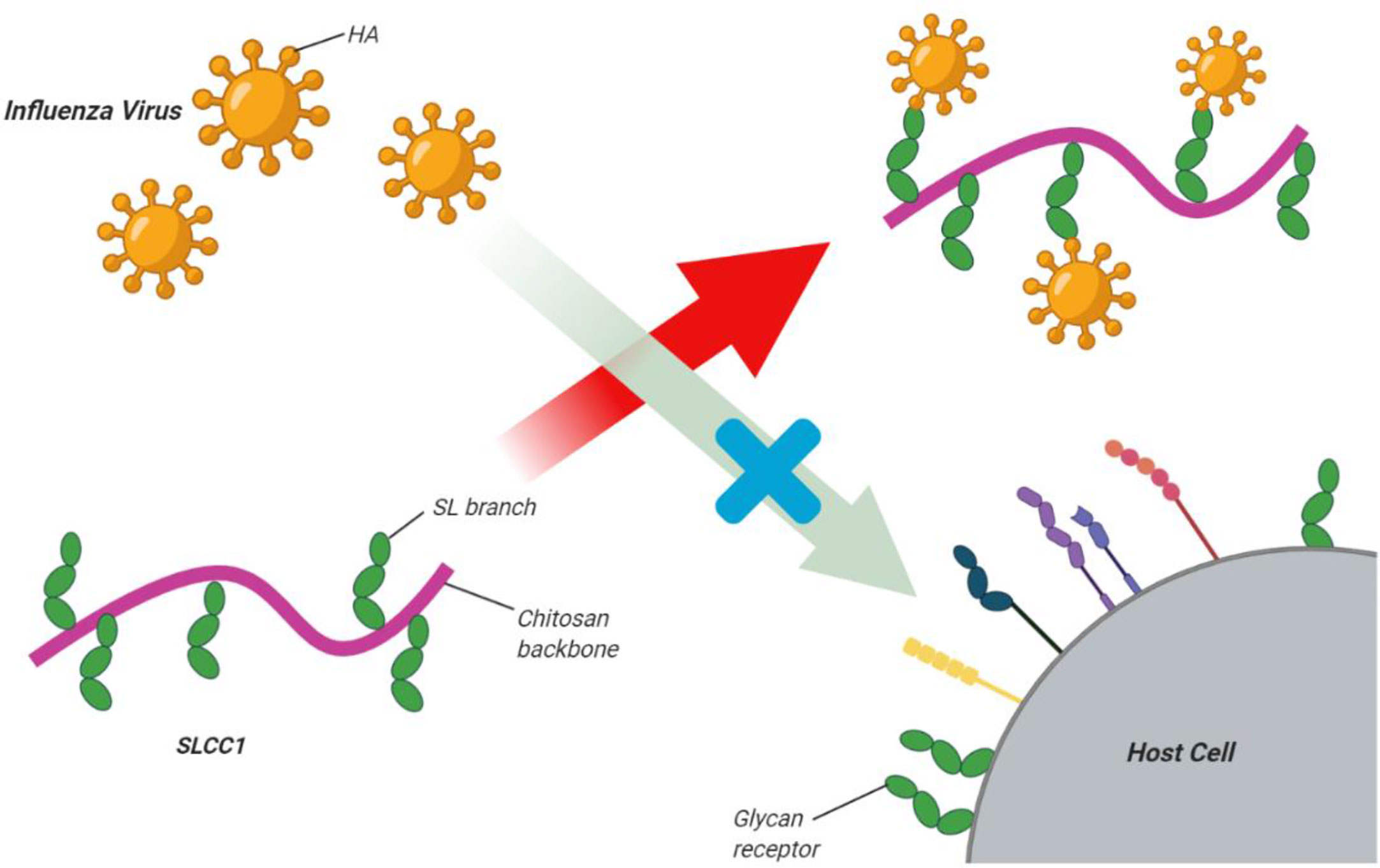 Род Influenzavirus а. Фотосинтезирует ли вирус. Как питаются вирусы. Пройдет ли вирус
