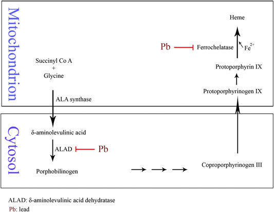 Toxicity pathways. Toxicity pathways describe the processes by