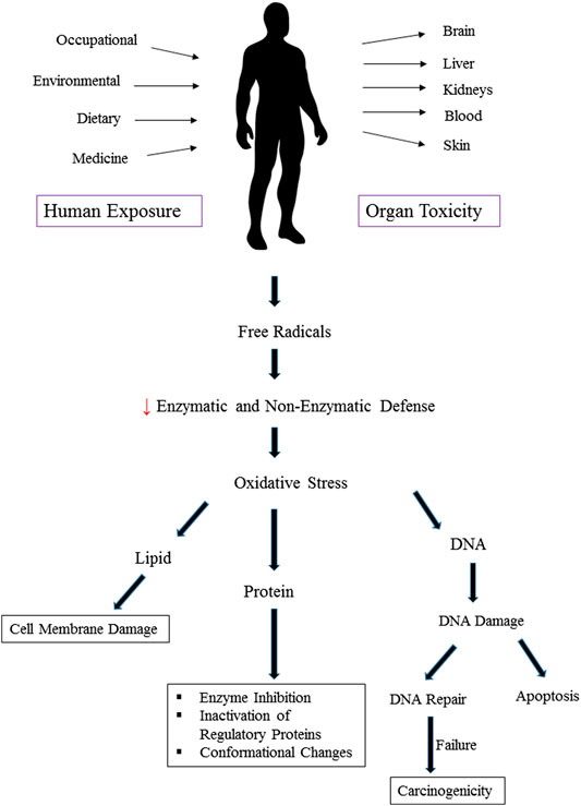 Do you have heavy metal toxicity from lead? Lead poisioning