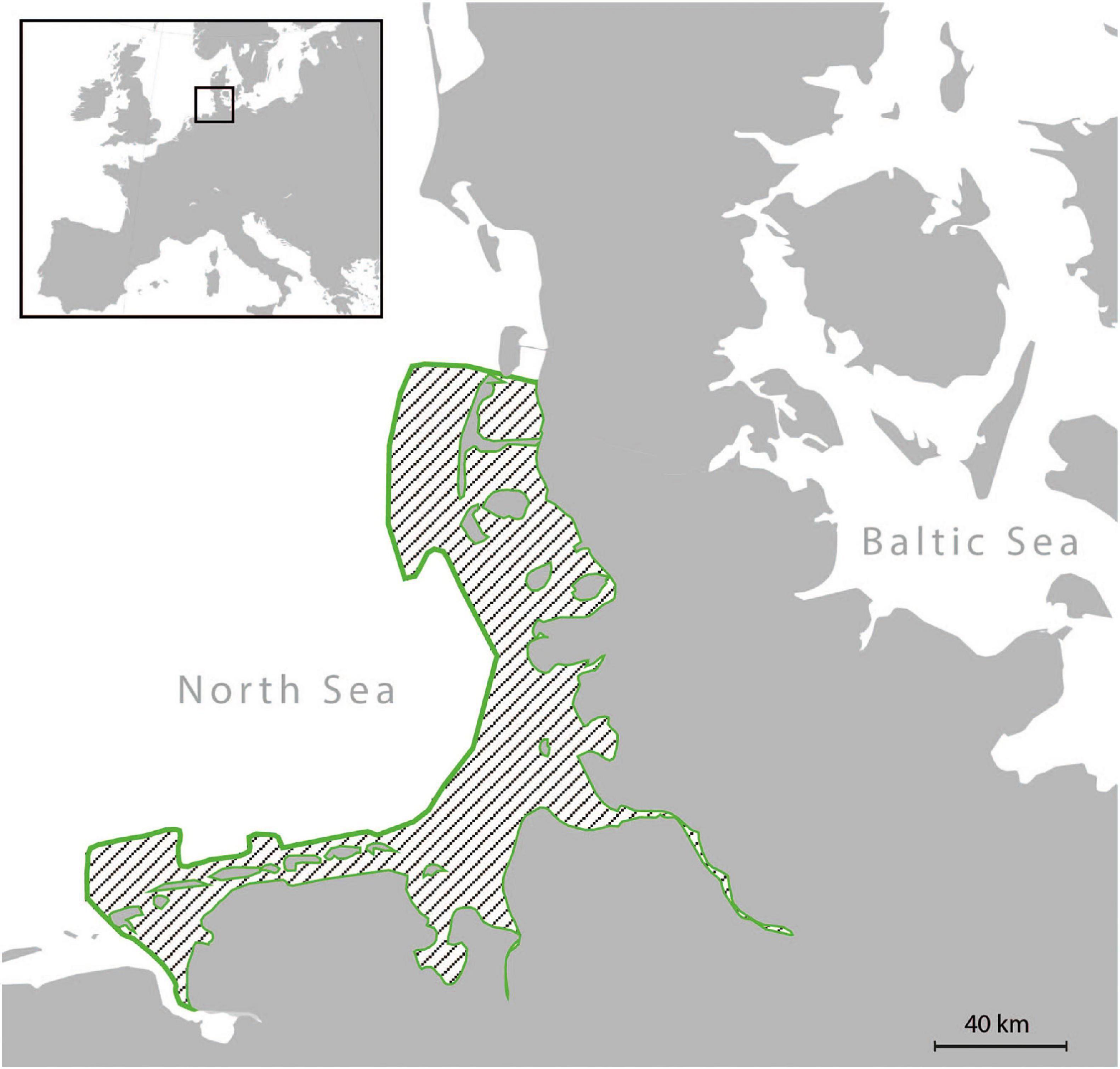 Frontiers | Tooth Microwear in the Eastern Atlantic Harbour Seals (Phoca vitulina vitulina) of the German Wadden Sea and Its Implications Long Term Dietary and Ecosystem Changes | Ecology and Evolution