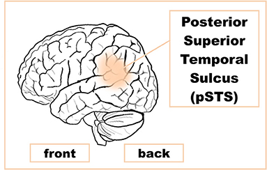 Figure 1 - The posterior superior temporal sulcus (pSTS) is the area of the brain that is associated with developing social understanding and empathy.