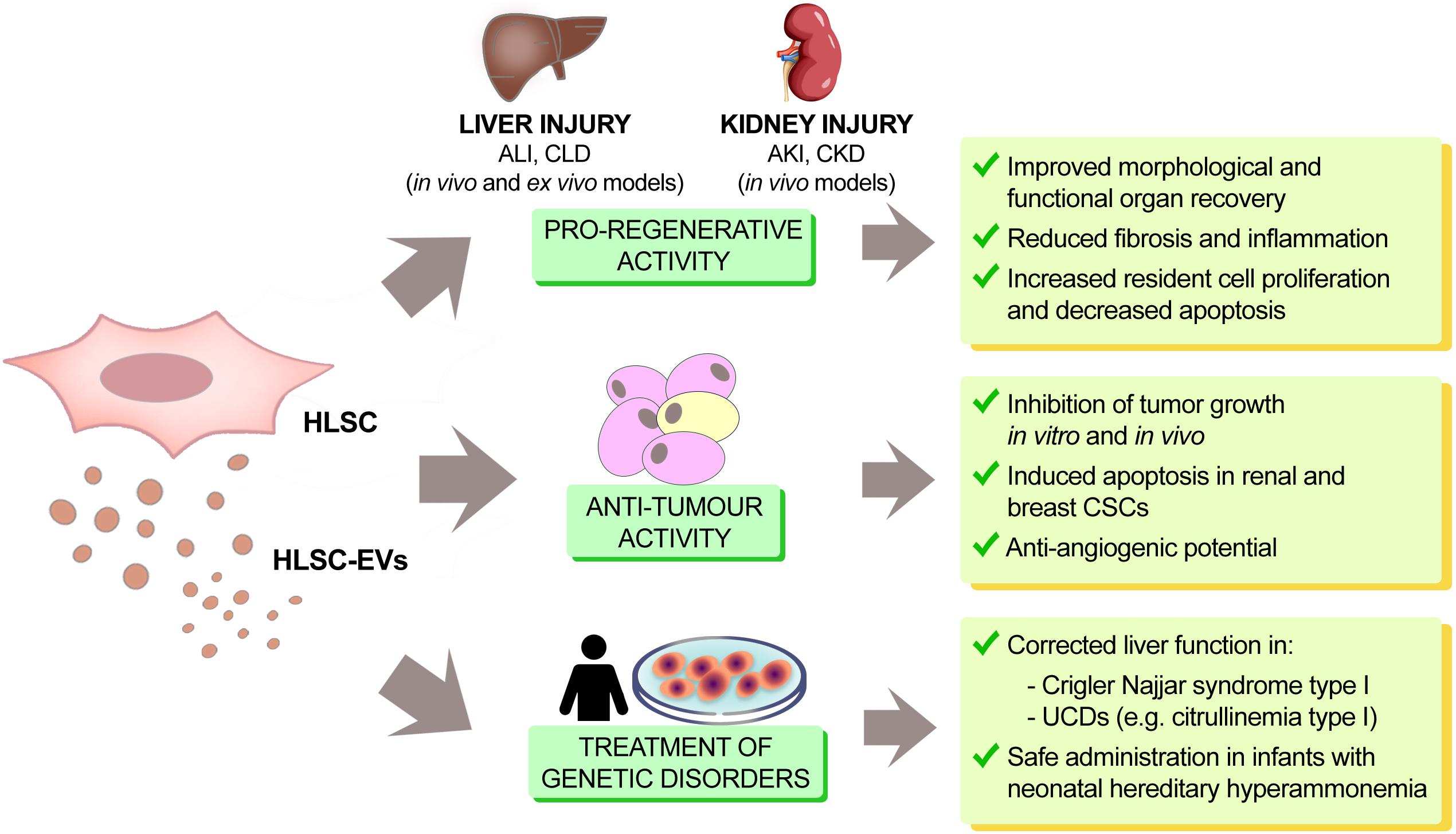 Стволовые клетки печени. Liver Regeneration. Стволовые клетки печени мыши. Мезенхимальные стволовые клетки.