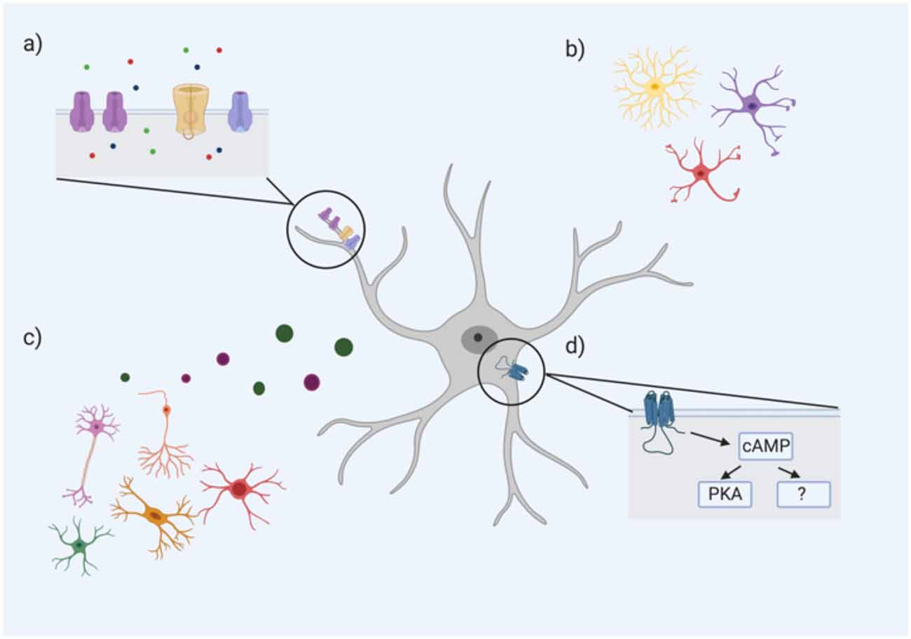 Frontiers  New insights on single-neuron selectivity in the era