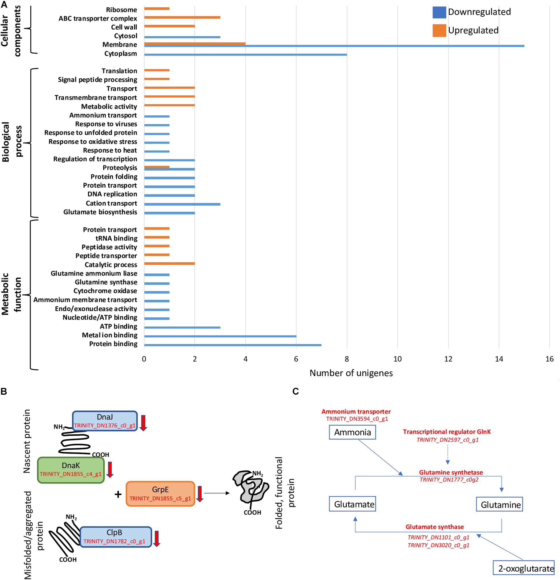 Frontiers  Deinococcus radiodurans UWO298 Dependence on