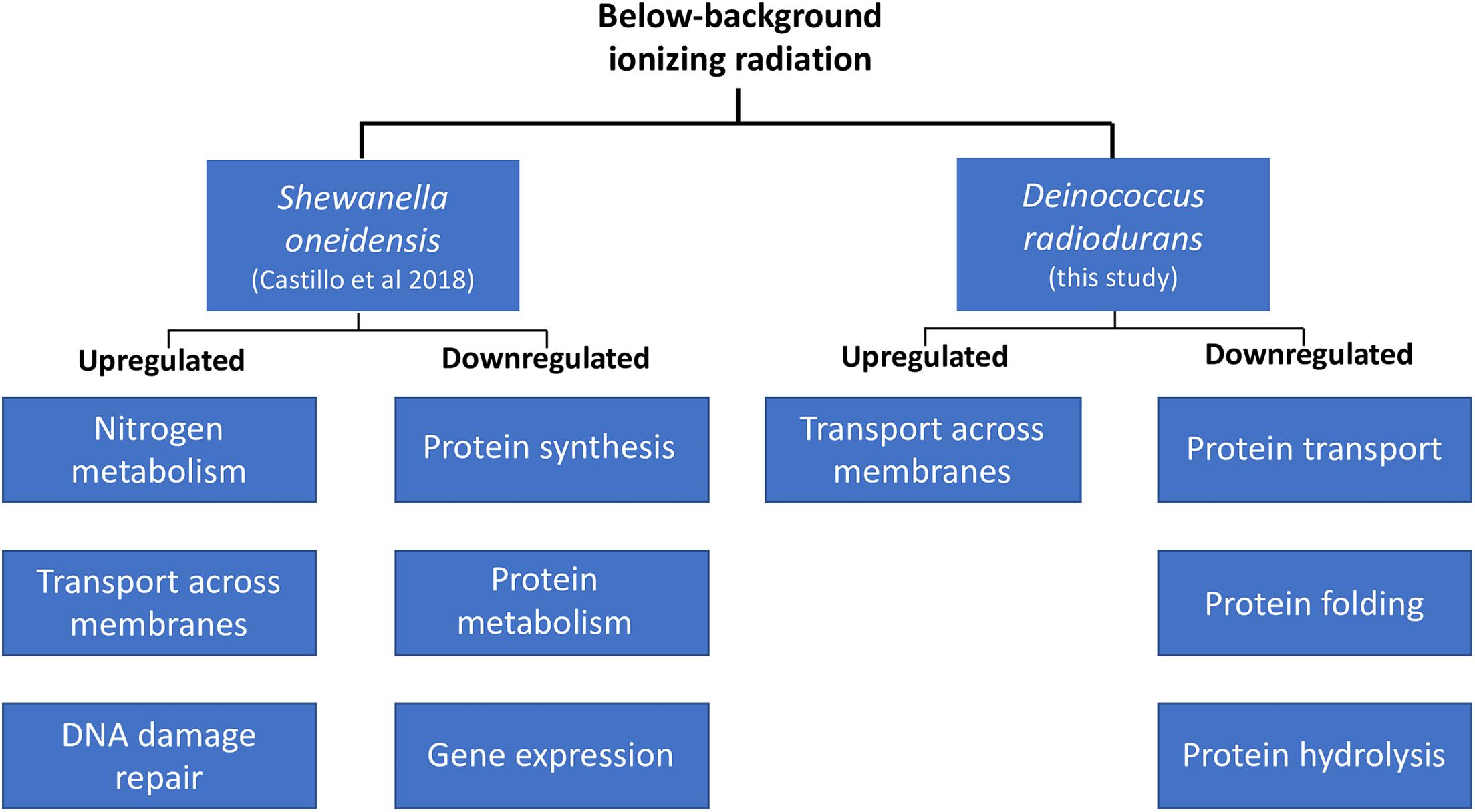 Frontiers  Deinococcus radiodurans UWO298 Dependence on