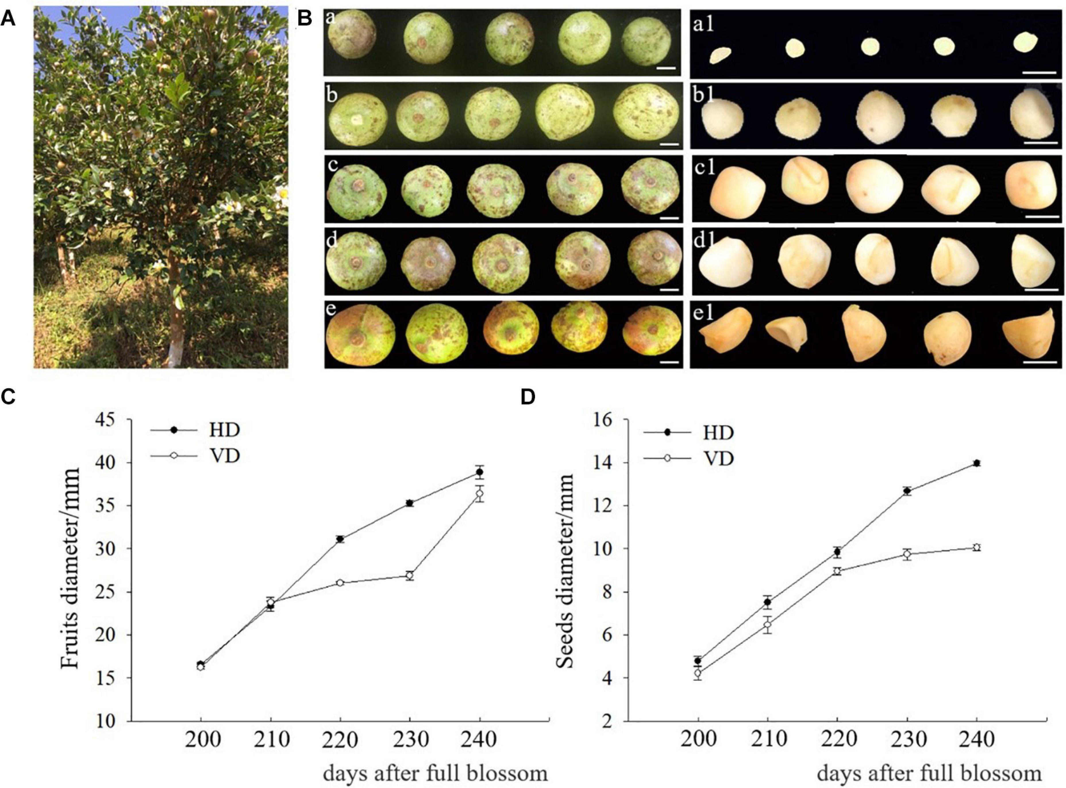 Frontiers Direct And Indirect Somatic Embryogenesis Induction In Camellia Oleifera Abel Plant Science