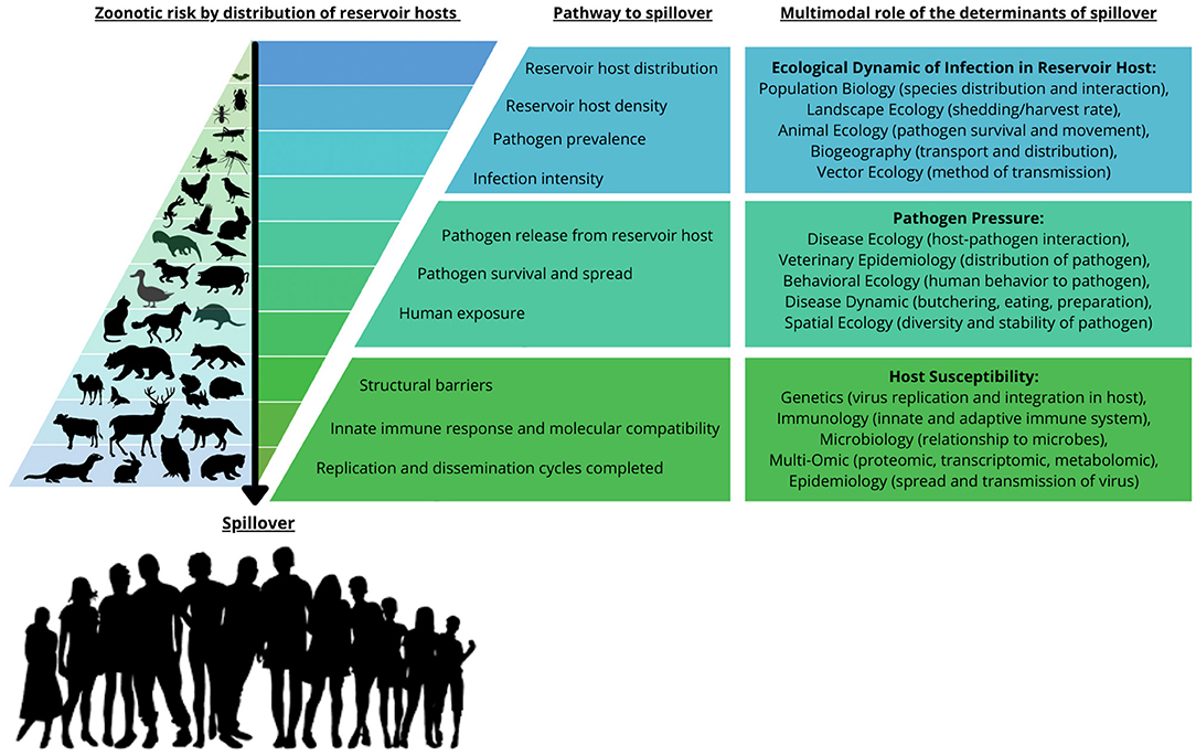 Frontiers | Evolution, Ecology, and Zoonotic Transmission of Betacoronaviruses: A Review Frontiers | Evolution, Ecology, and Zoonotic Transmission of Betacoronaviruses: A Review