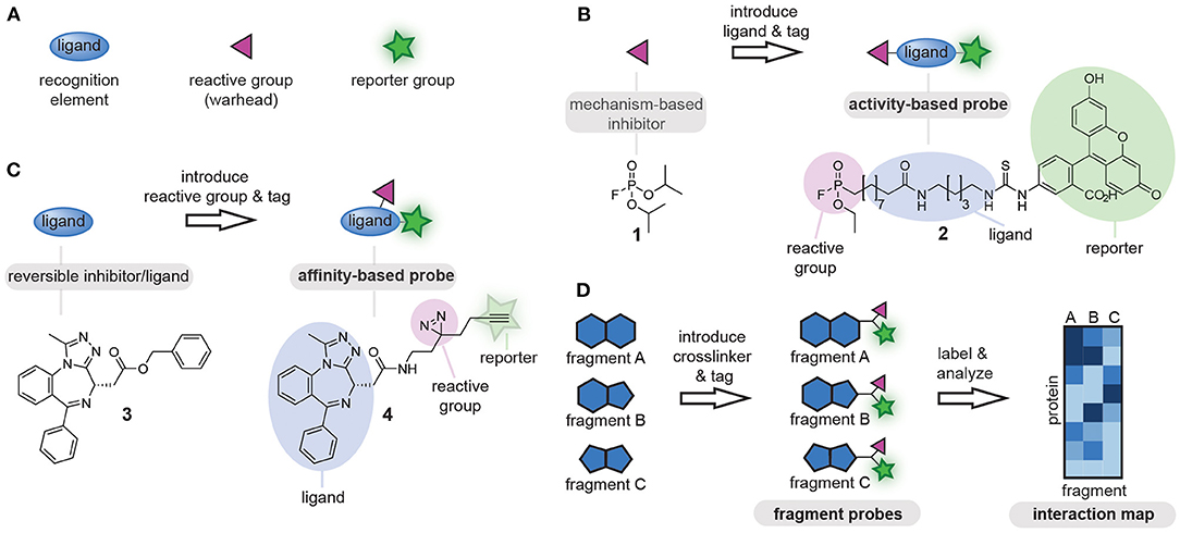 Frontiers  Modular Approaches to Synthesize Activity- and