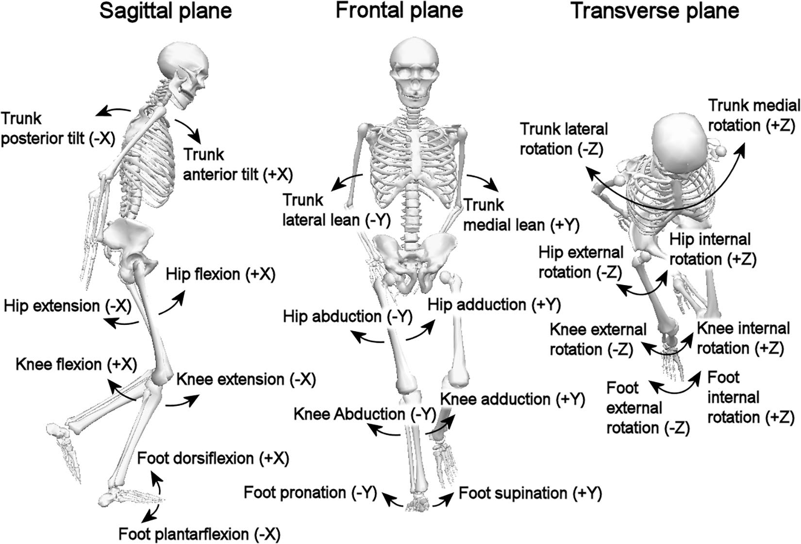 Pronation Supination Medical Term Hand Movement Outline Diagram