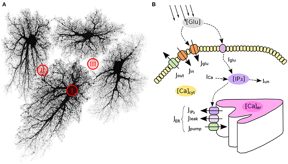 Soar unknown Pedigree Frontiers | Modeling of Astrocyte Networks: Toward Realistic Topology and  Dynamics