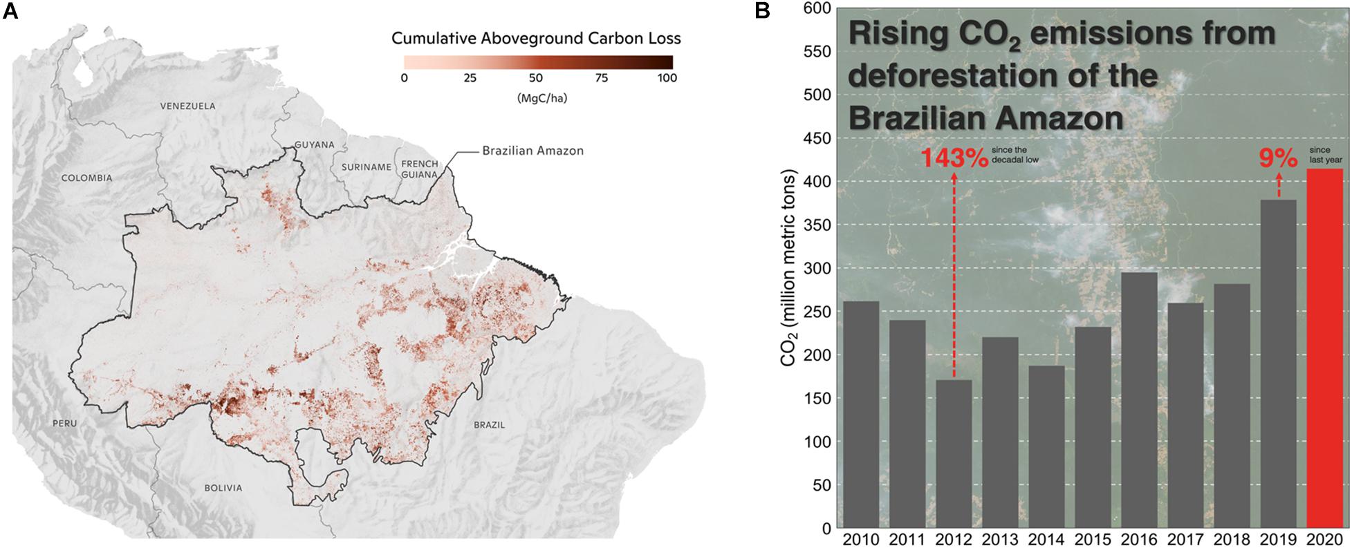 What are the effects of deforestation in the ? - Internet