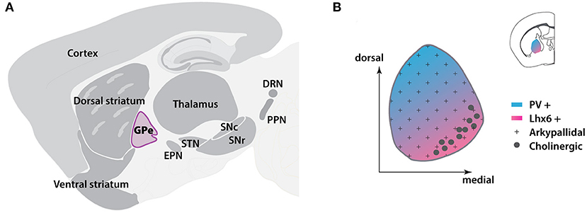 PDF) Tractographical model of the cortico-basal ganglia and corticothalamic  connections: Improving Our Understanding of Deep Brain Stimulation