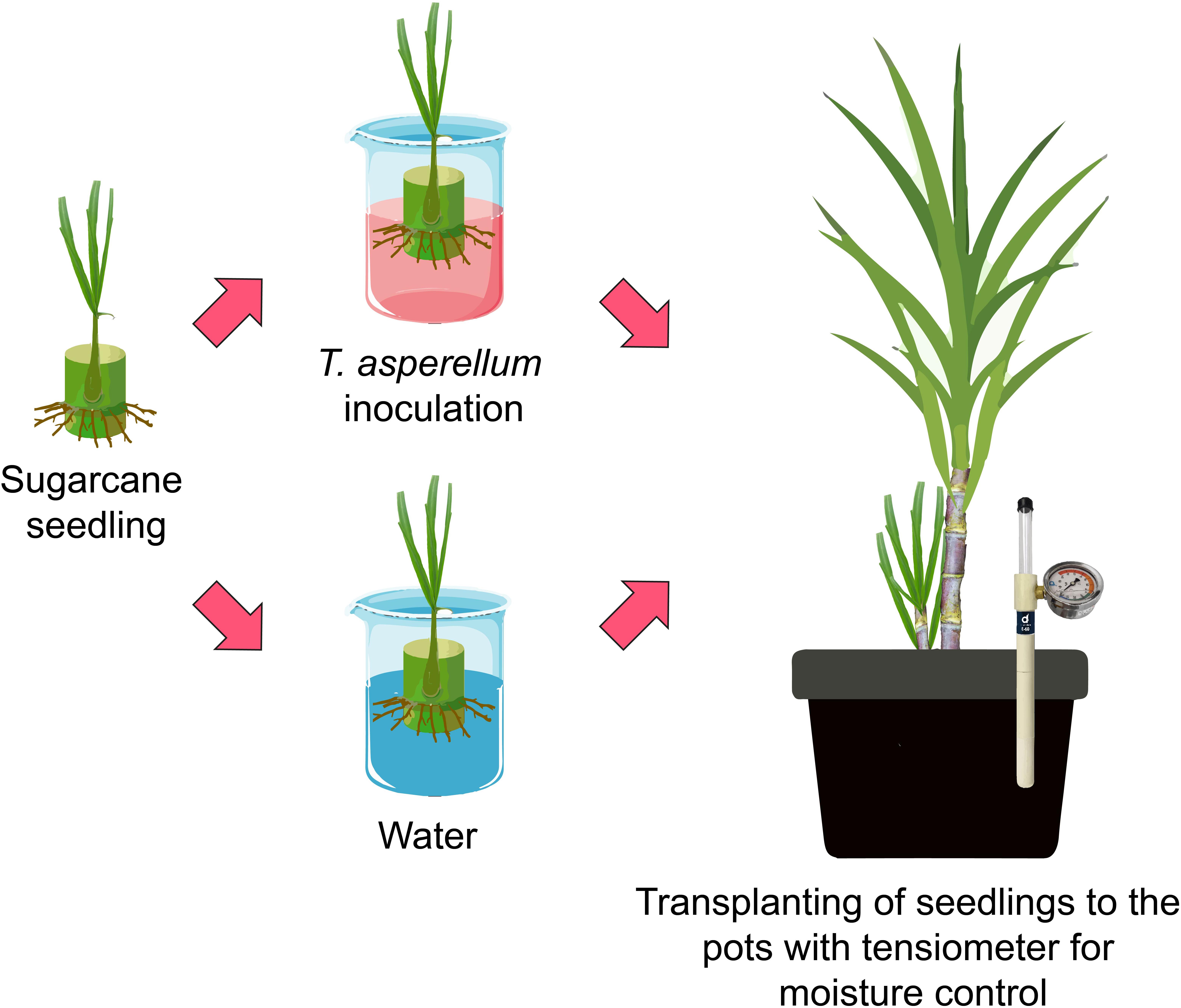 | Trichoderma asperellum Inoculation as a Tool Attenuating Drought Stress Sugarcane