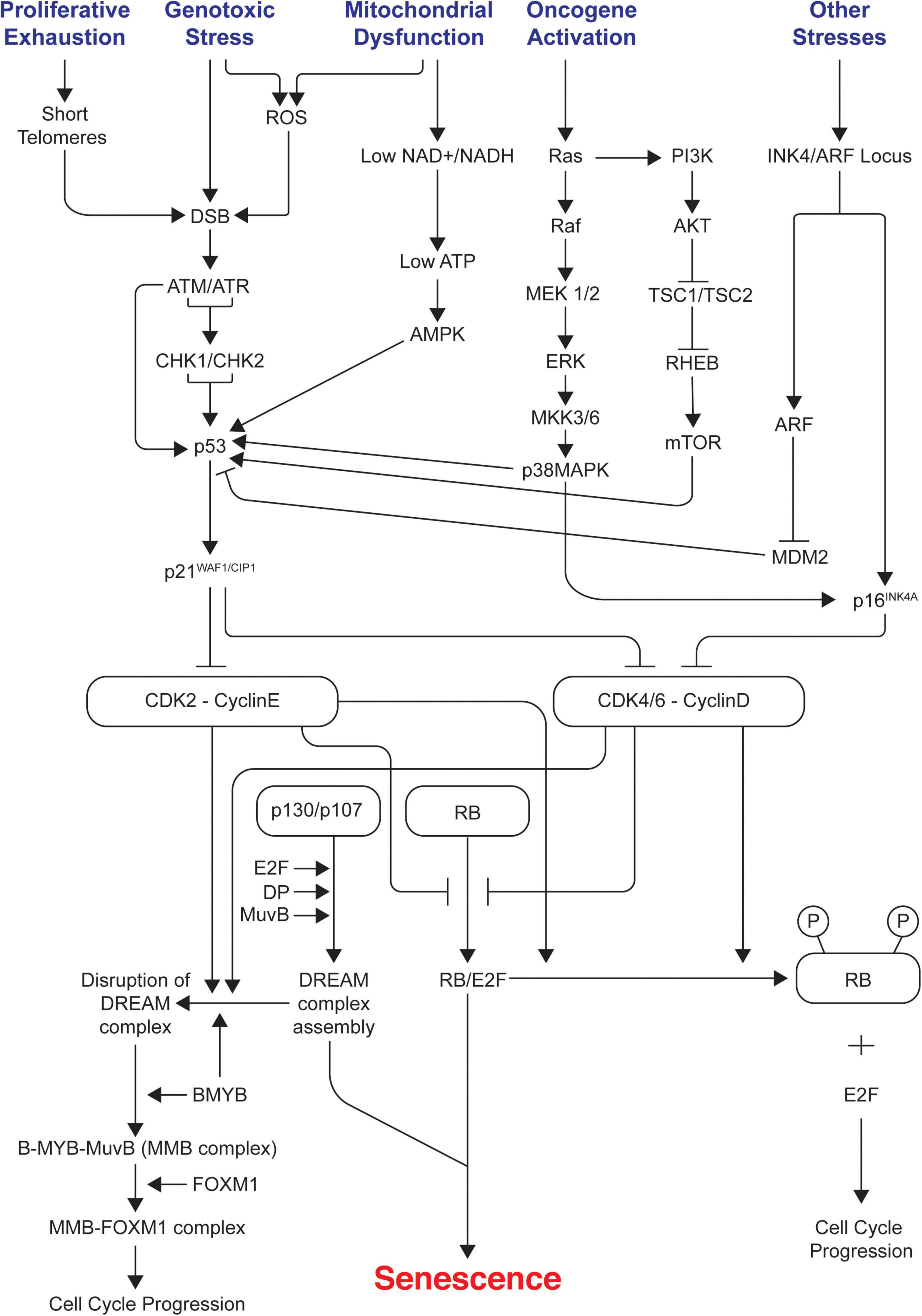 Frontiers Mechanisms Of Cellular Senescence Cell Cycle Arrest And Senescence Associated Secretory Phenotype Cell And Developmental Biology