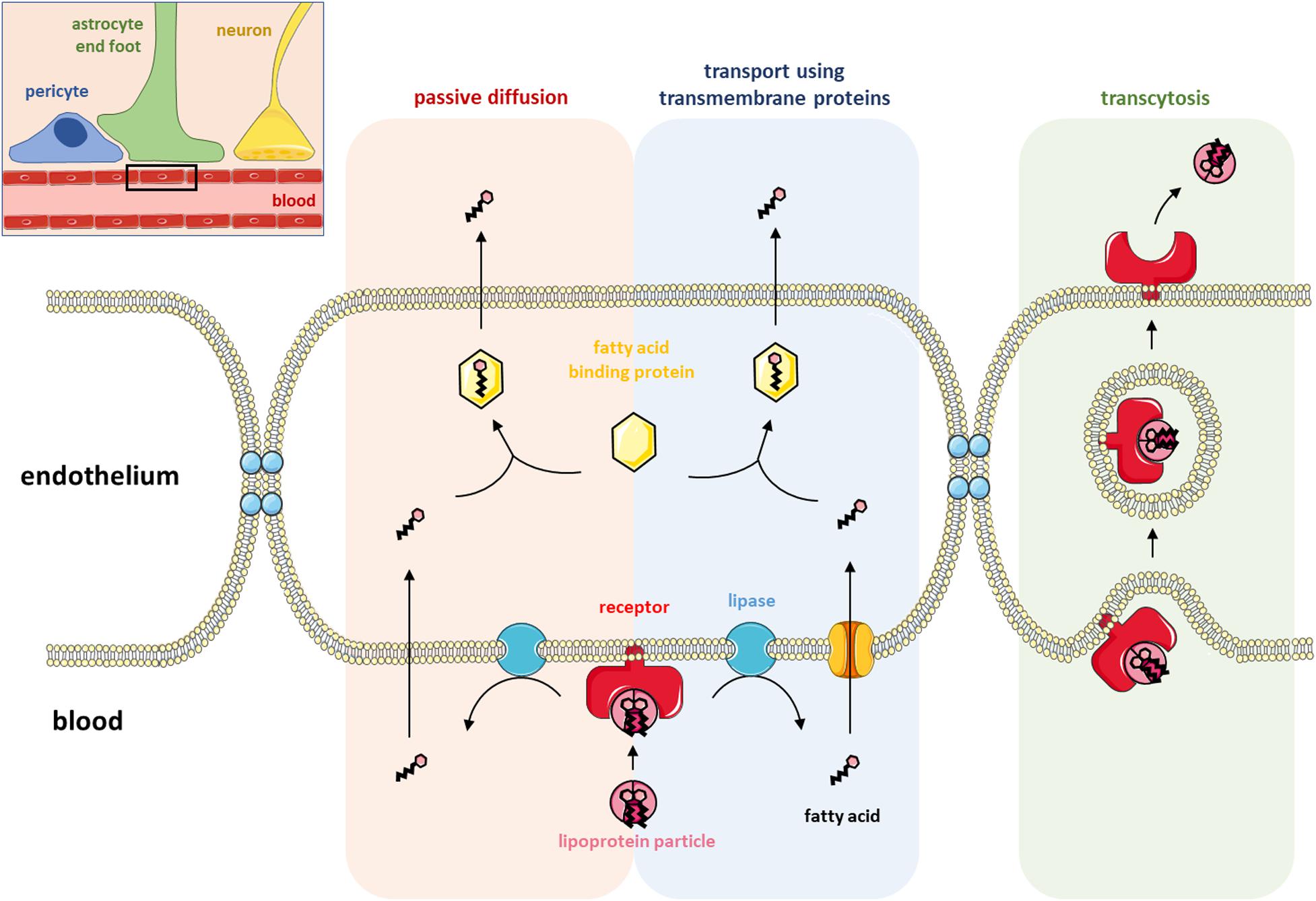 Fluid transport in the brain