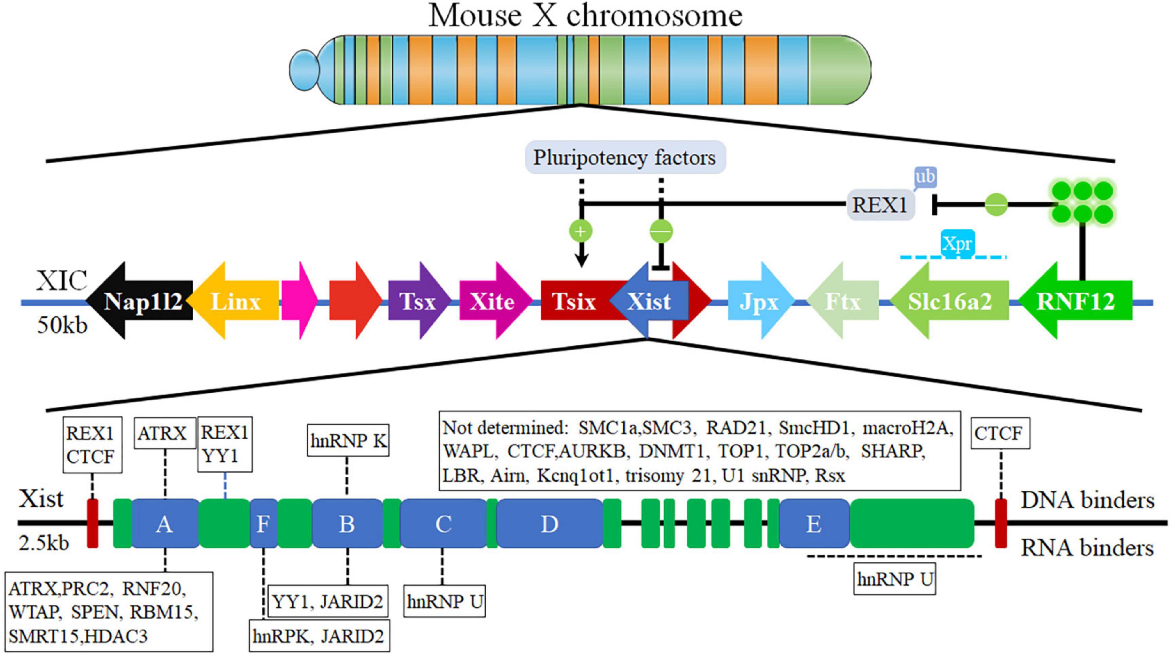 Frontiers | Biological Function of Long Non-coding RNA (LncRNA) Xist Frontiers | Biological Function of Long Non-coding RNA (LncRNA) Xist