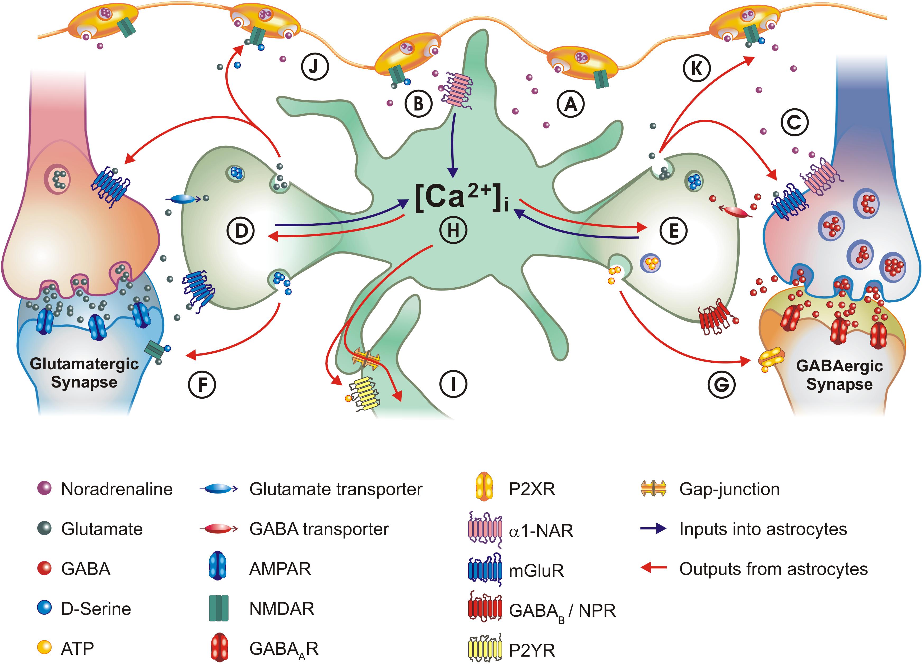 α1-and β-adrenergic antagonist labetalol induces morphological changes in  human erythrocytes - ScienceDirect