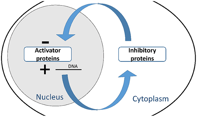 Figure 2 - The molecular circuit of the clock.