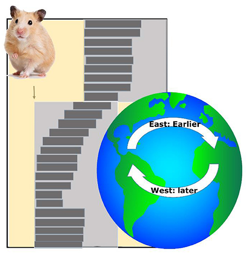 Figure 3 - Jet lag experiment.