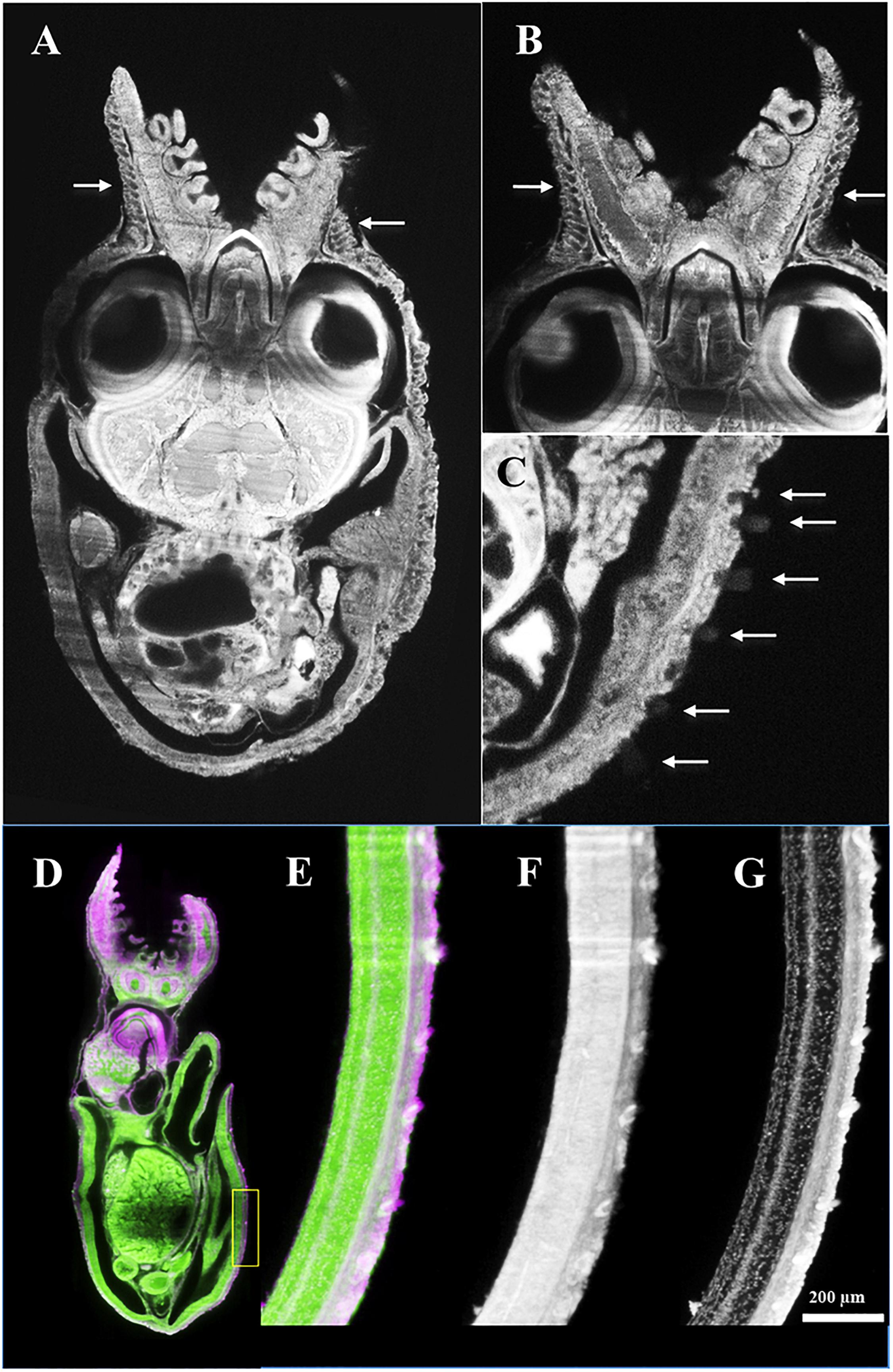 Common Octopus SPIM Images With High Density KO (White Arrows)
