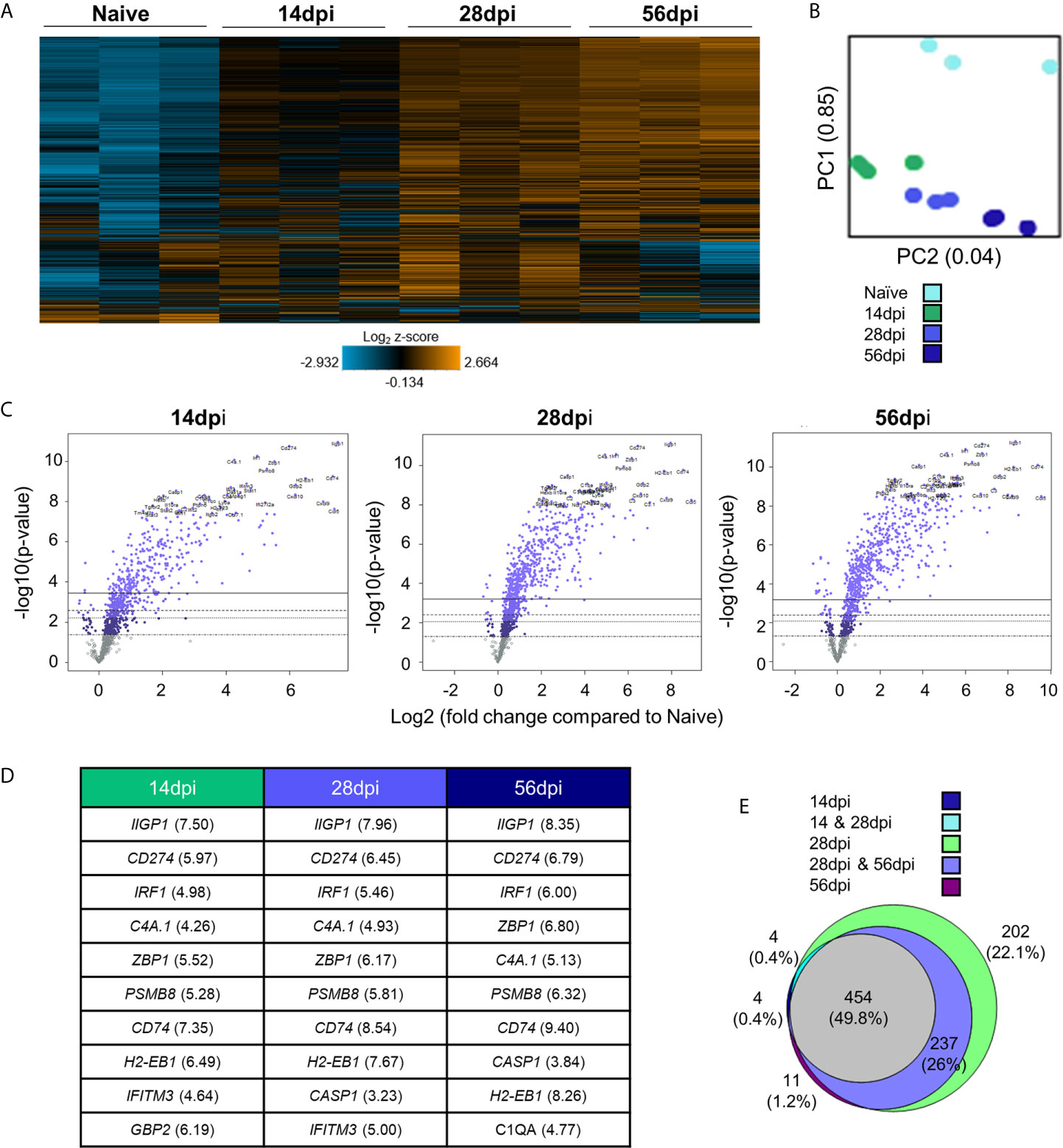 Frontiers Targeted Transcriptomic Analysis Of C57bl 6 And Balb C Mice During Progressive Chronic Toxoplasma Gondii Infection Reveals Changes In Host And Parasite Gene Expression Relating To Neuropathology And Resolution Cellular And