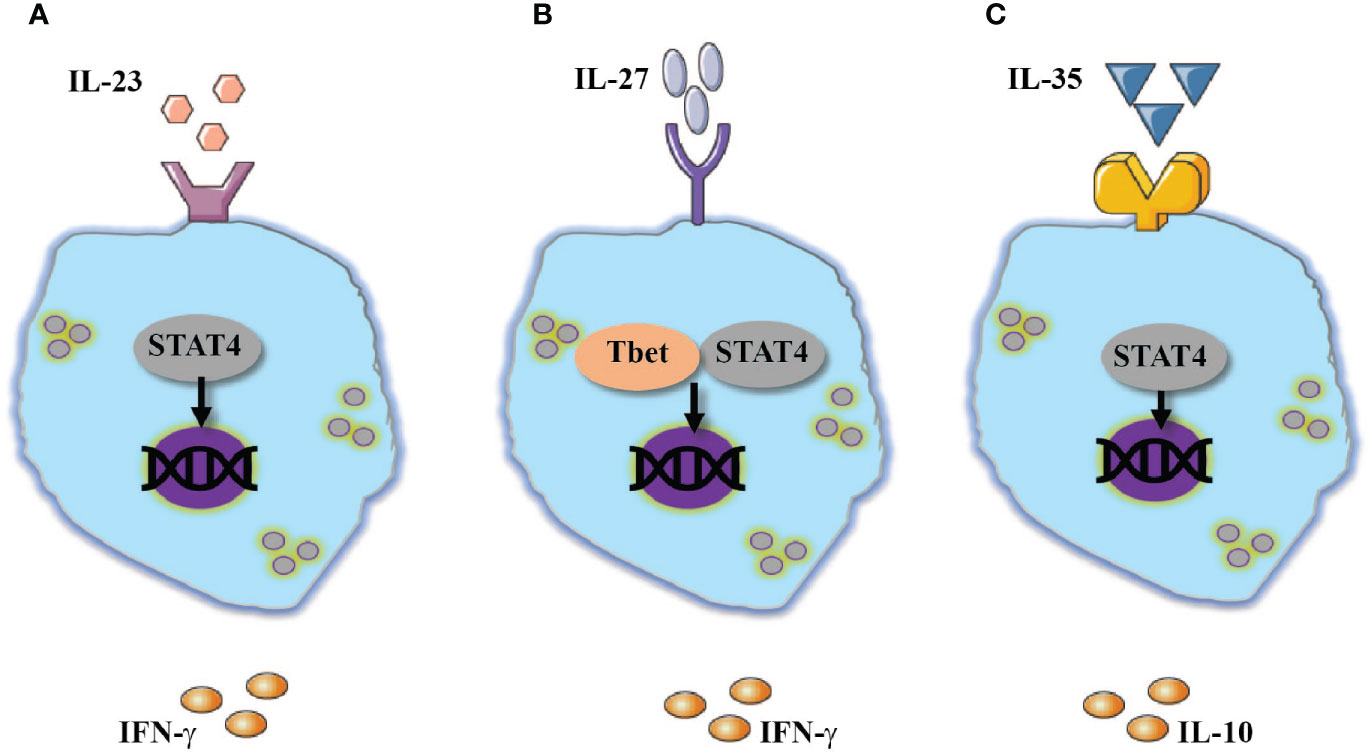 Frontiers The Effect Of Unconventional Cytokine Combinations On Nk Cell Responses To Viral Infection Immunology