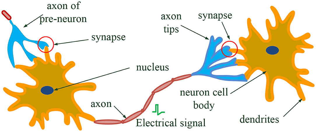 Frontiers Synaptic Plasticity in Memristive Artificial Synapses