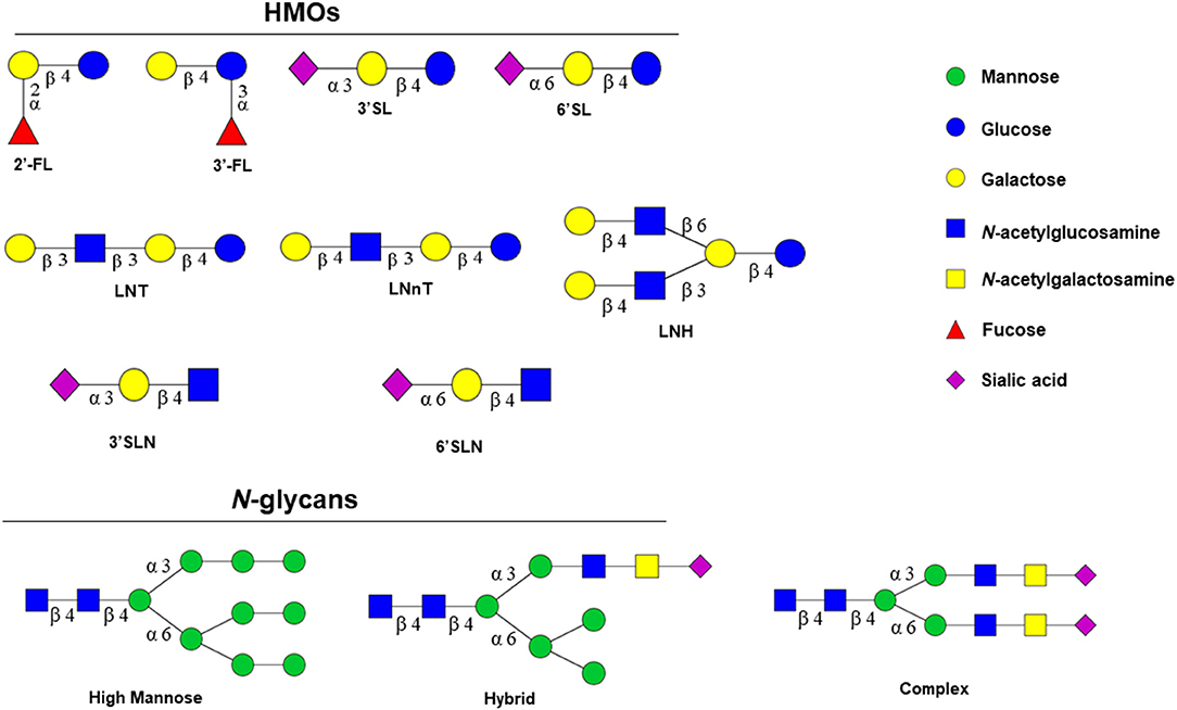 Frontiers Potential Applications Of Endo B N Acetylglucosaminidases From Bifidobacterium Longum Subspecies Infantis In Designing Value Added Next Generation Infant Formulas Nutrition