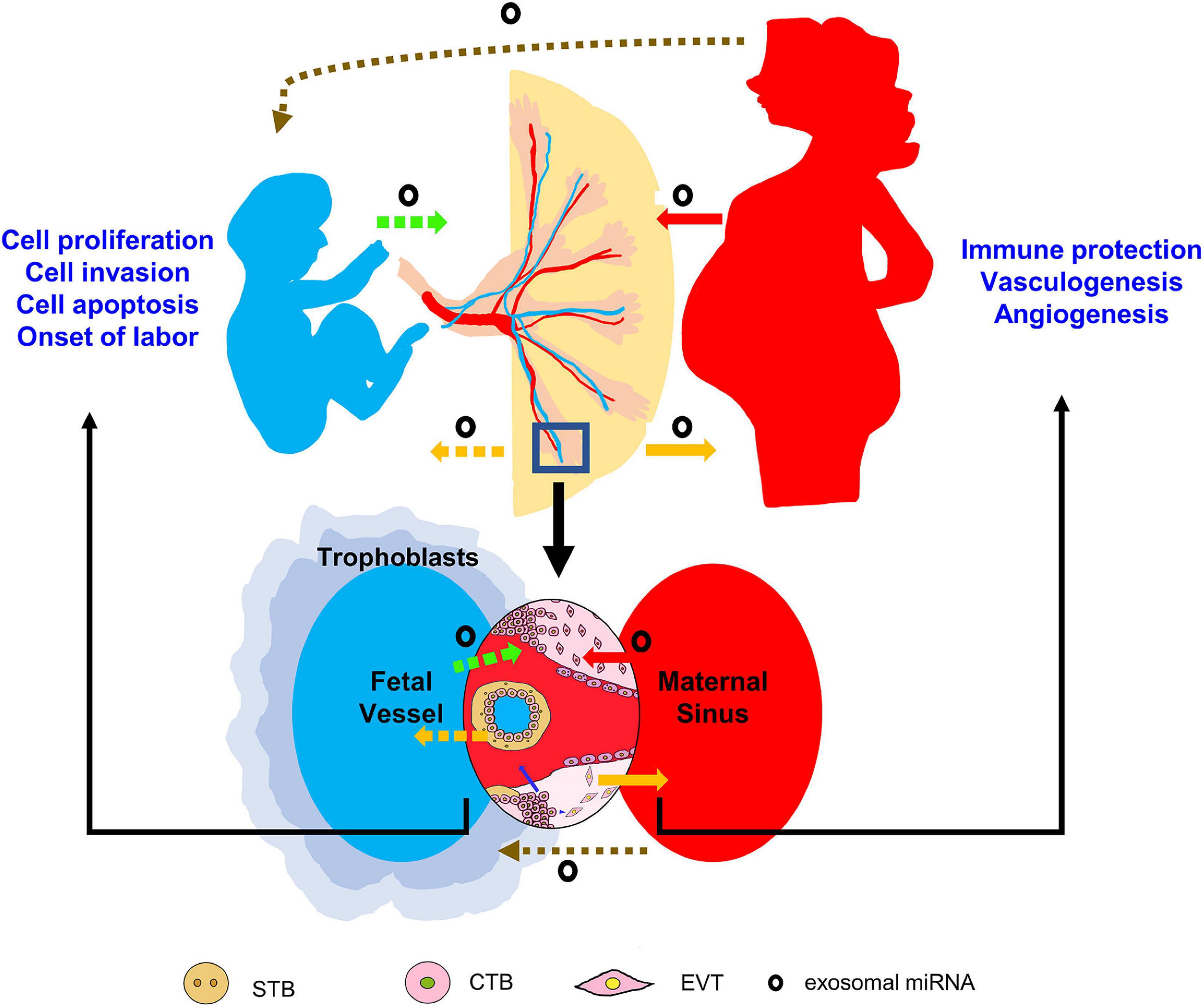 Frontiers Placenta Derived Micrornas In The Pathophysiology Of Human Pregnancy