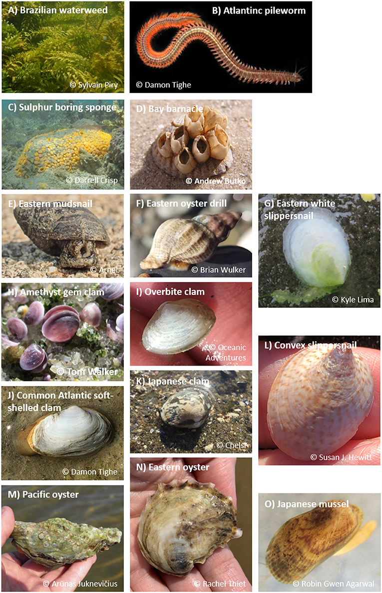 Figure 1 - Some of the alien species present in the San Francisco Estuary and adjacent ecosystems.