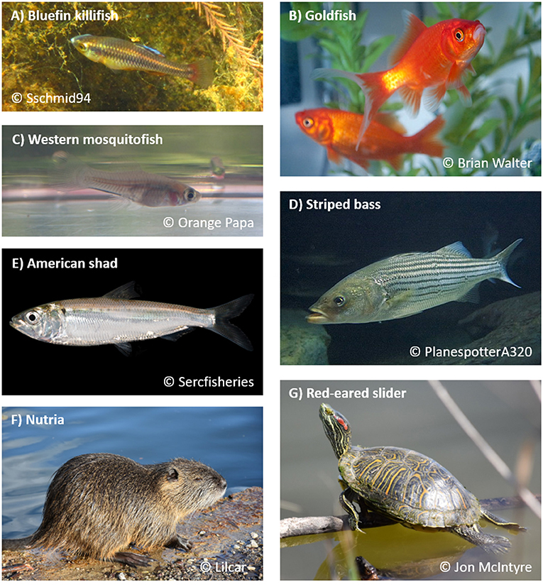 Figure 2 - Some of the vertebrate alien species present in the San Francisco Estuary and adjacent ecosystems.