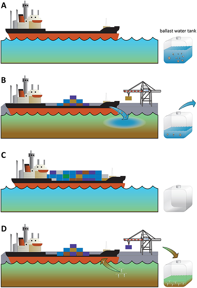 Figure 3 - Ballast water can transport alien species.