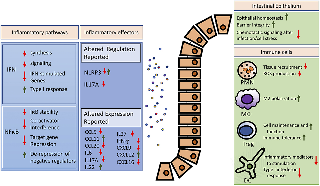 SUMO-1 CRISPR Knockout and Activation Products (h)