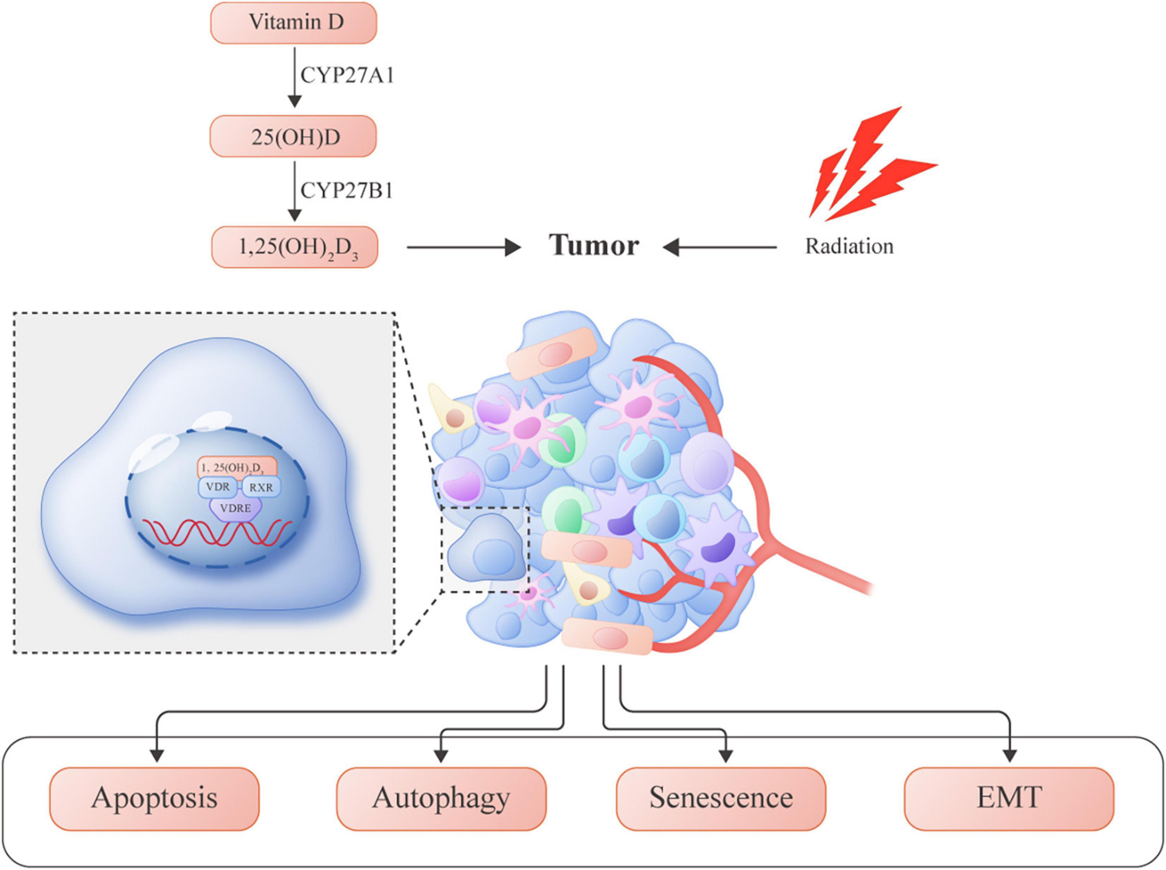 prostatitis és d3- vitamin