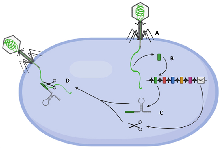 Figure 1 - CRISPR protects bacteria from viral attack.