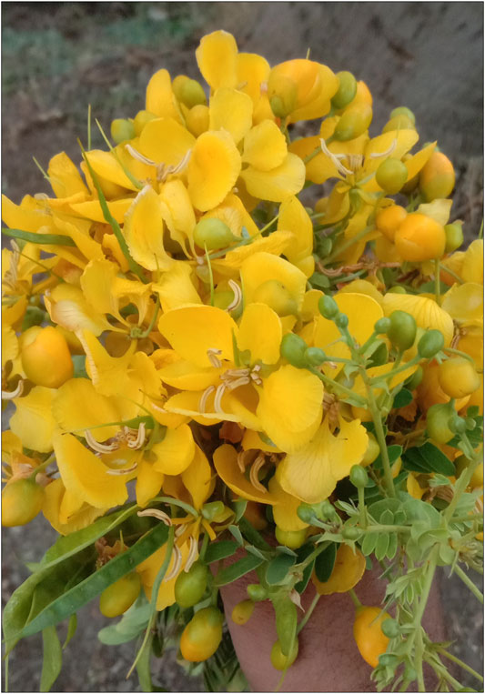 533px x 763px - Frontiers | Ethnopharmacological, Phytochemical, Pharmacological, and  Toxicological Review on Senna auriculata (L.) Roxb.: A Special Insight to  Antidiabetic Property