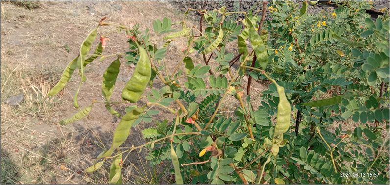 Frontiers | Ethnopharmacological, Phytochemical, Pharmacological, and  Toxicological Review on Senna auriculata (L.) Roxb.: A Special Insight to  Antidiabetic Property