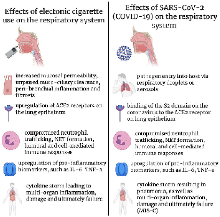 E-cigarette flavors are toxic to white blood cells, warn scientists