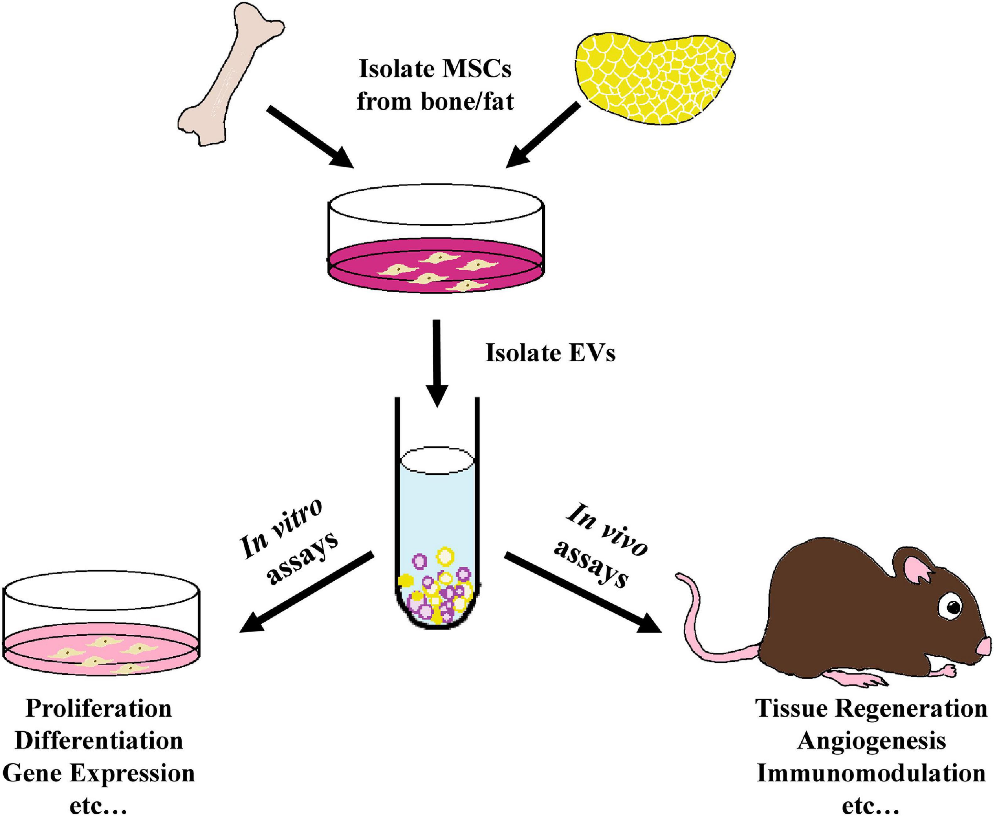 Frontiers  Tissue Regeneration Capacity of Extracellular Vesicles Isolated  From Bone Marrow-Derived and Adipose-Derived Mesenchymal Stromal/Stem Cells