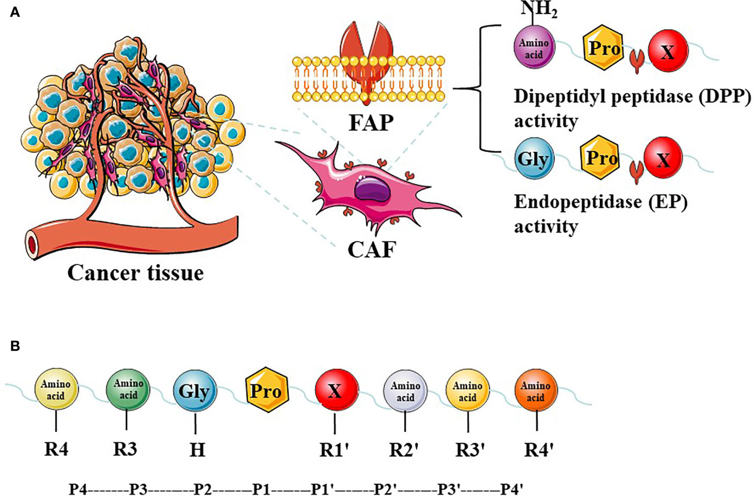 Hela expression of Protein. Fap is