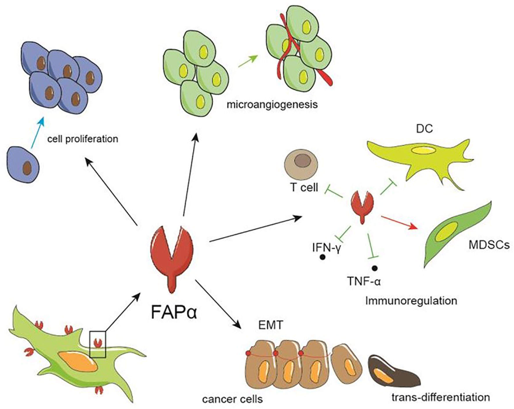 Frontiers Fibroblast Activation Protein α As A Target In The Bench To