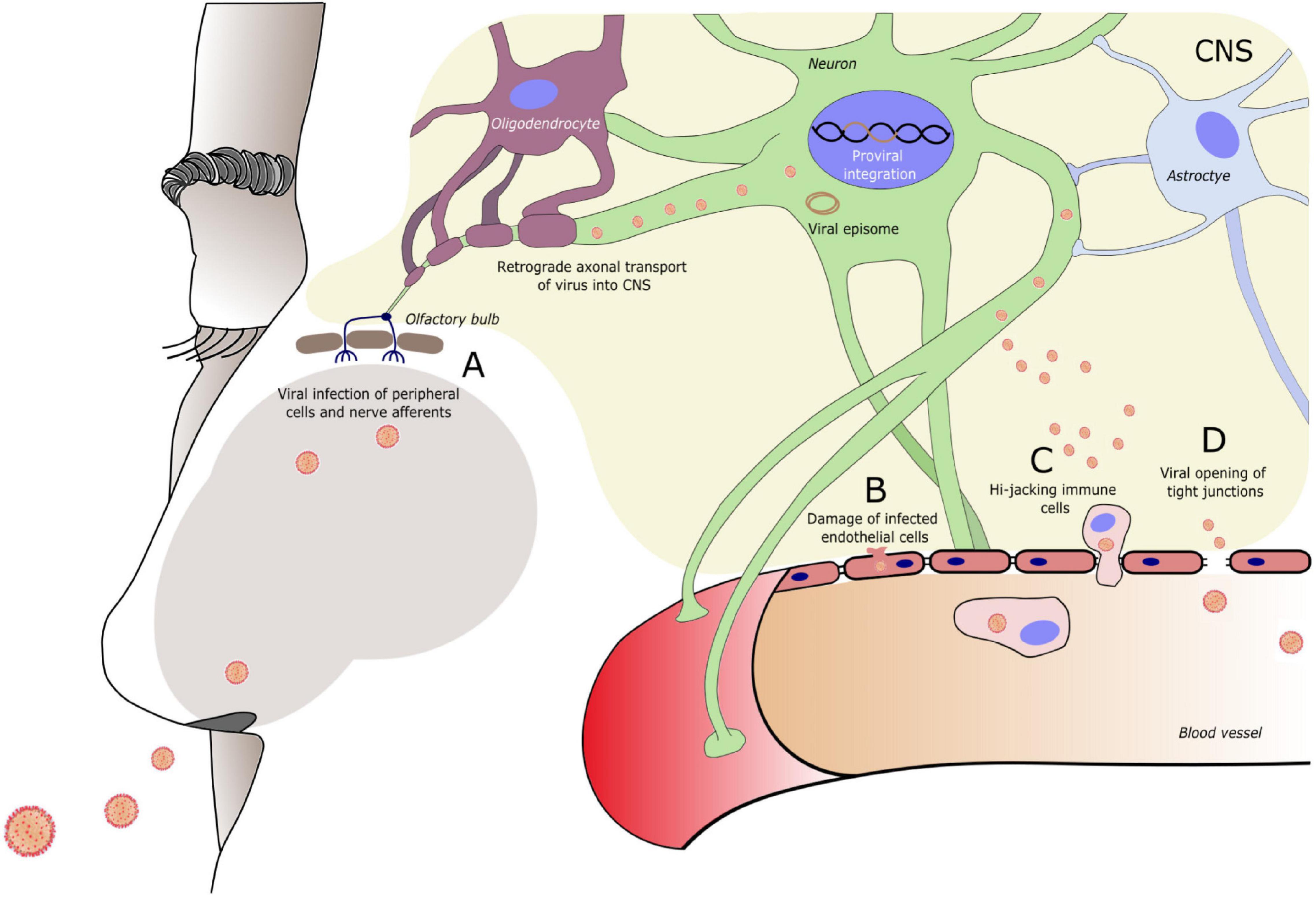 Ancient viral remnants in the human genome ar