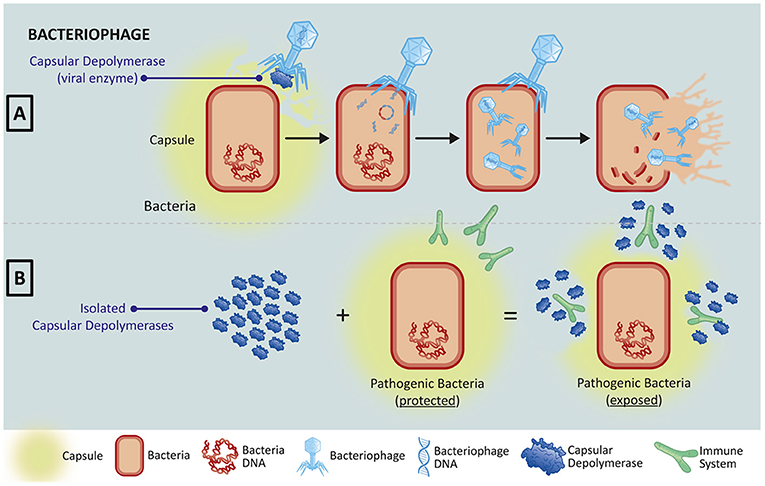 Figure 1 - (A) Bacteriophages, viruses that infect bacteria, must first recognize and bind to antigens on the bacterial cell.