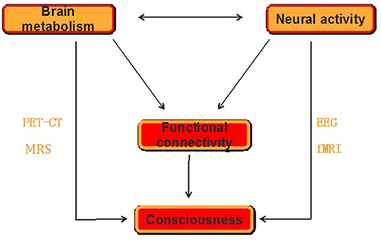 PDF) Neuro-Vulnerability in Energy Metabolism Regulation: A