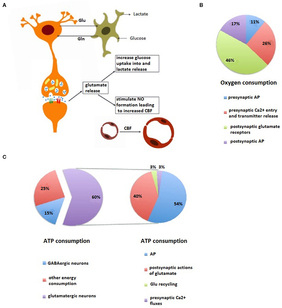 Lactate Attenuates Synaptic Transmission and Affects Brain Rhythms  Featuring High Energy Expenditure - ScienceDirect