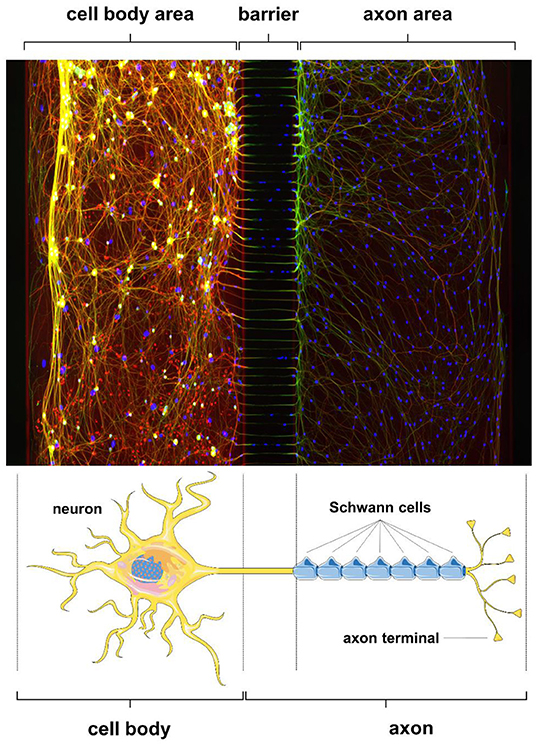 Figure 1 - Neurons in a cell culture dish, with their cell bodies and axons separated by a barrier.