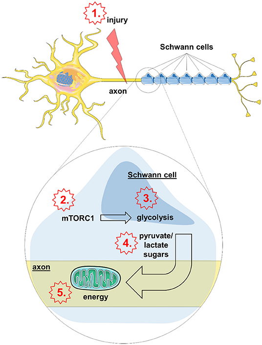 Figure 3 - Axon injury (1) leads to activation of mTORC1 (2) in Schwann cells.