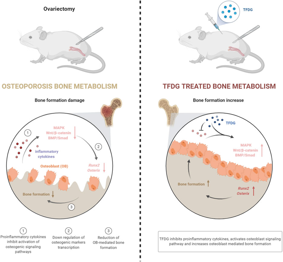 Physiogenex presents the SDT Fatty Rat at Keystone Symposia 2020